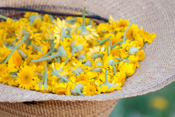 Use Natural Plant Dyes to Infuse Memories Onto Fabrics