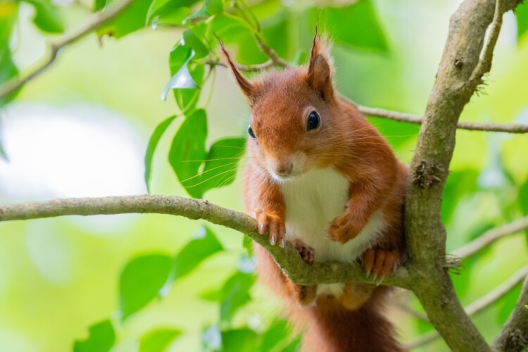 Red squirrels threatened by Welsh energy farm