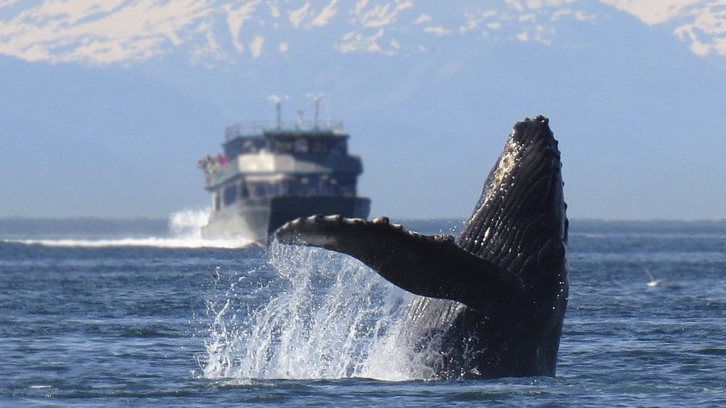 Land clearing starts as Whale Sanctuary Project in Nova Scotia reaches milestone
