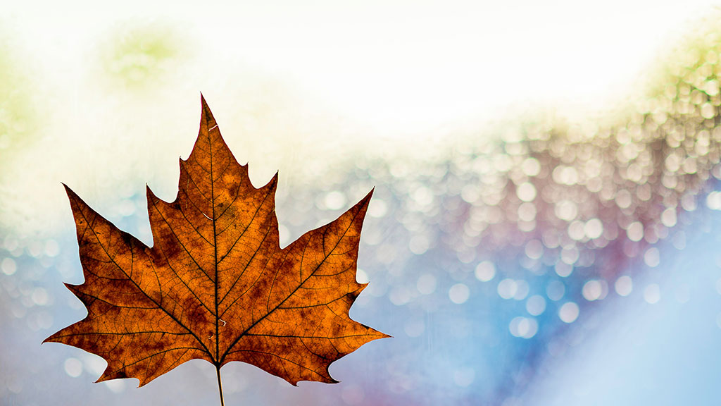 Ontario to consolidate 36 conservation authorities into nine