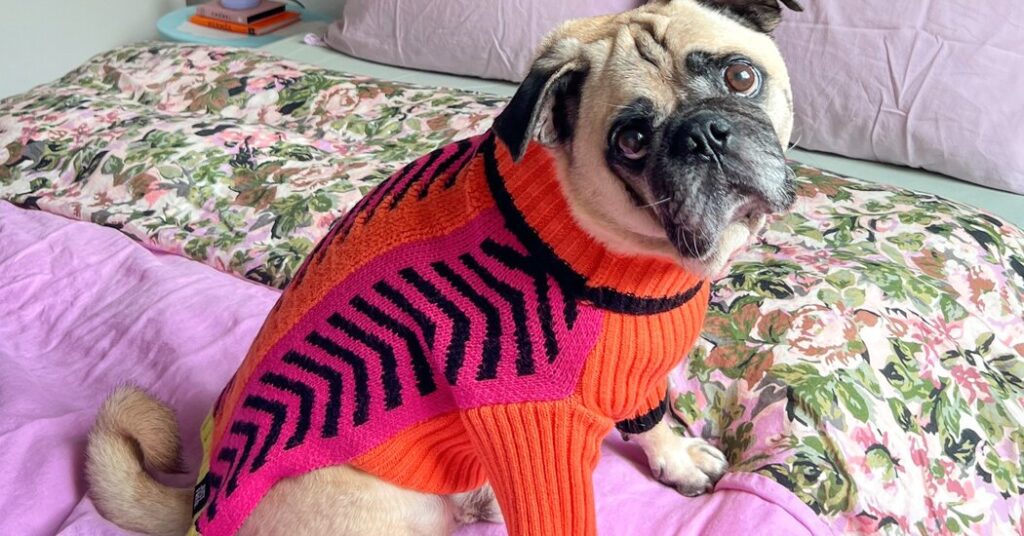 The Rising Popularity of Pet Portraits