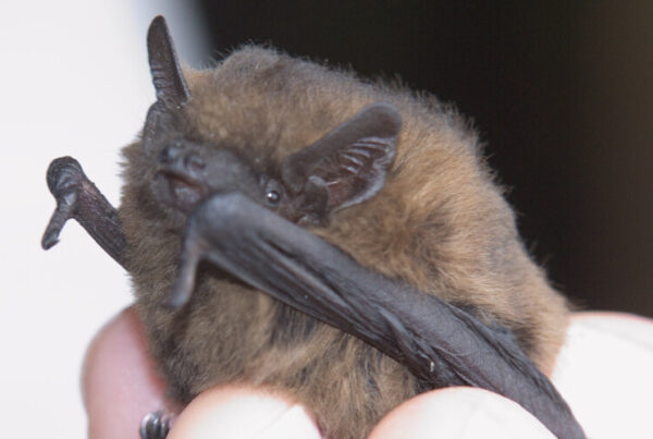 Firm fined for demolishing bat roosts