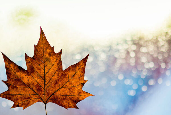 Housing minister says Liberal ridings aren&rsquo;t favoured for funding after Gladu comment