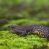 Defra, Natural England, seek your newt experiences Defra, Natural England, seek your newt experiences