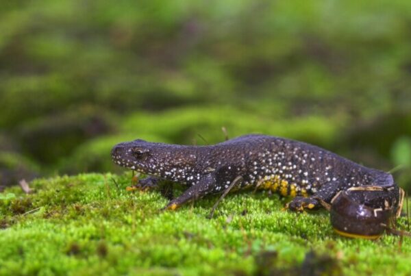 Defra, Natural England, seek your newt experiences Defra, Natural England, seek your newt experiences