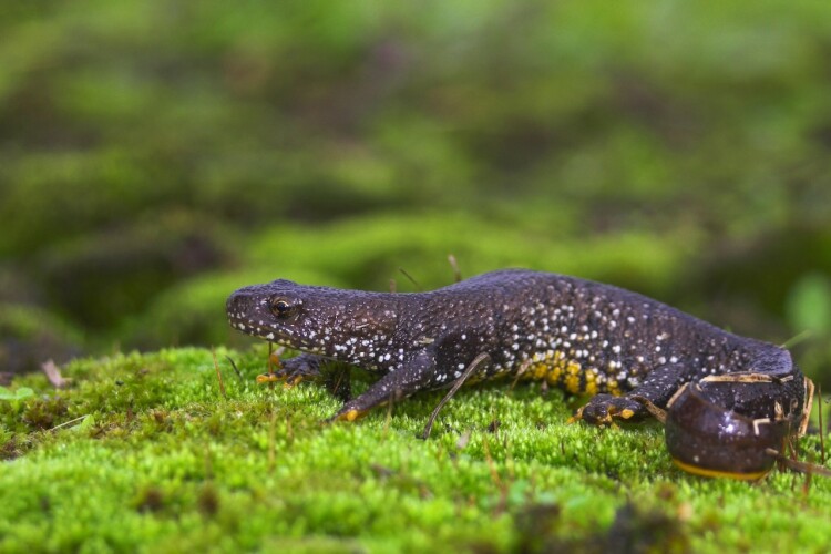 Defra, Natural England, seek your newt experiences