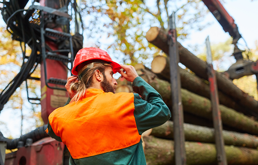 Ontario launches 10-year forestry roadmap