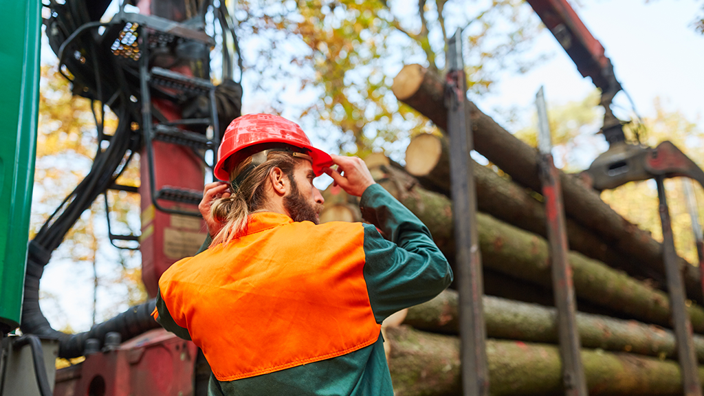 Ontario launches 10-year forestry roadmap