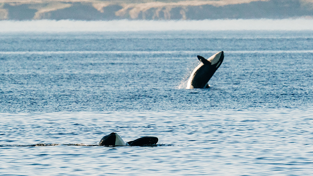 Nova Scotia’s Whale Sanctuary Project breaks ground but Crown lease still unsigned Nova Scotia’s Whale Sanctuary Project breaks ground but Crown lease still unsigned