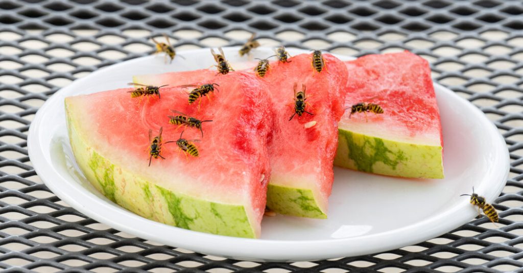 Are Wasps Ruining Your Backyard Cookout? Here’s How to Stop Them.