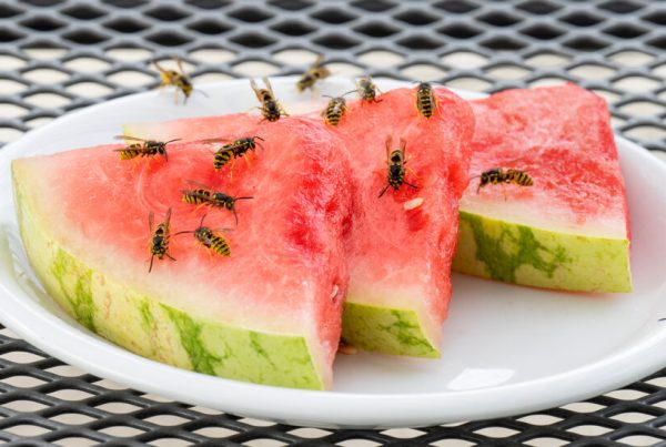 Are Wasps Ruining Your Backyard Cookout? Here&rsquo;s How to Stop Them.