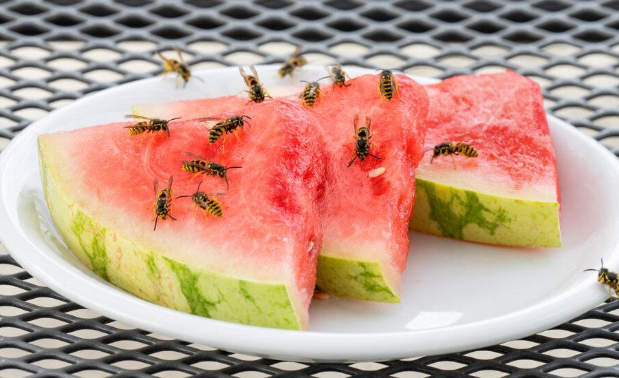 Are Wasps Ruining Your Backyard Cookout? Here&rsquo;s How to Stop Them.