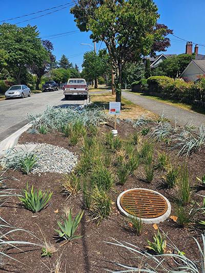 One of the project's most distinctive features is the integration of green infrastructure, in the form of 24 rain gardens, which naturally capture and filter stormwater before it enters the drainage system.