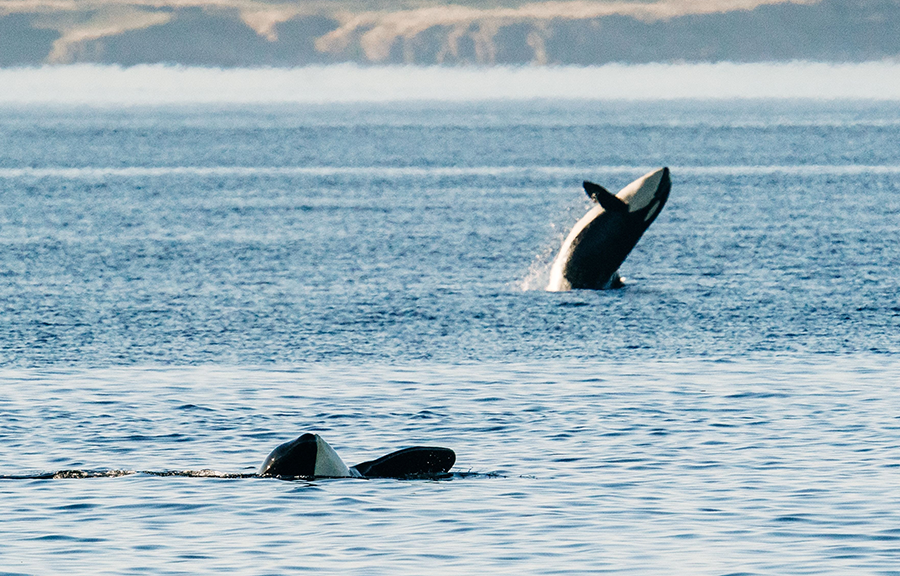 Nova Scotia Crown lease signed for seaside whale refuge on province’s eastern shore Nova Scotia Crown lease signed for seaside whale refuge on province’s eastern shore