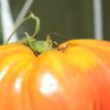 Test Your Tomato I.Q. Test Your Tomato I.Q.