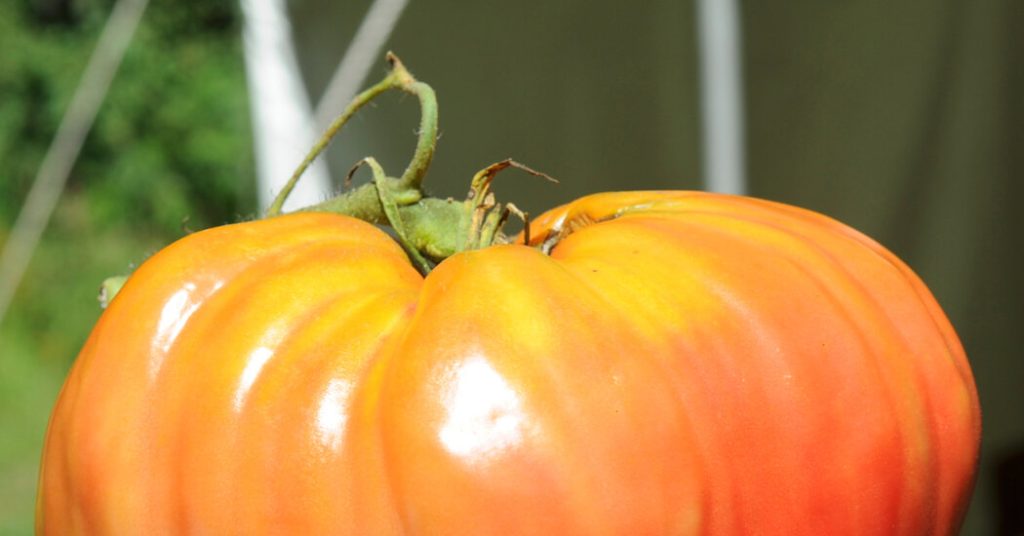Test Your Tomato I.Q. Test Your Tomato I.Q.