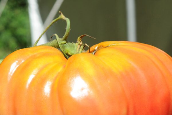 Test Your Tomato I.Q.