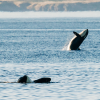 Climate groups launch ad blitz, warn of threat to whales from major projects push