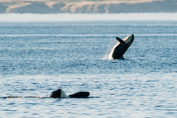 Climate groups launch ad blitz, warn of threat to whales from major projects push Climate groups launch ad blitz, warn of threat to whales from major projects push