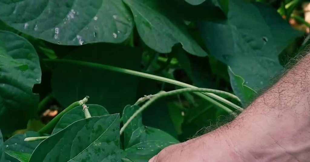 How to Save Your Vegetable Seeds to Plant Again