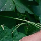 How to Save Your Vegetable Seeds to Plant Again