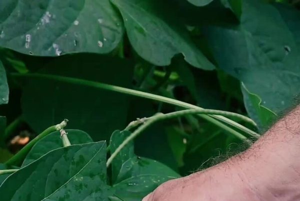 How to Save Your Vegetable Seeds to Plant Again