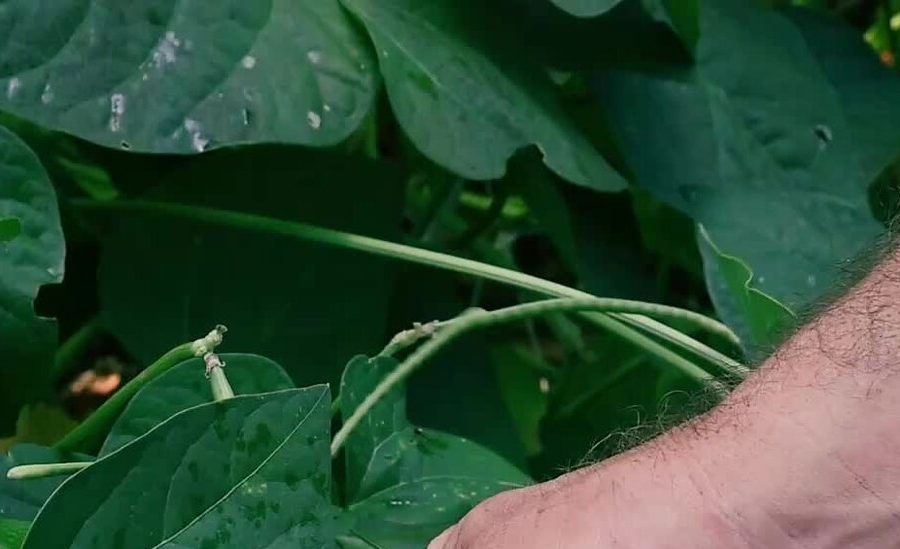 How to Save Your Vegetable Seeds to Plant Again How to Save Your Vegetable Seeds to Plant Again